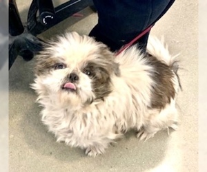 Shih Tzu Dogs for adoption in Pampa, TX, USA