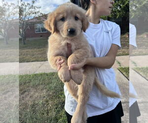 Golden Retriever-Unknown Mix Dogs for adoption in Orlando, FL, USA