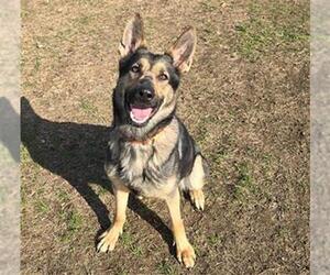 German Shepherd Dog Dogs for adoption in Springfield, MA, USA