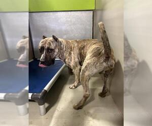 Mastiff Dogs for adoption in Bakersfield, CA, USA