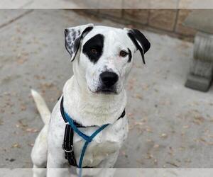 Pointer Dogs for adoption in Tulsa, OK, USA