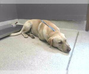 Labrador Retriever-Unknown Mix Dogs for adoption in Tallahassee, FL, USA