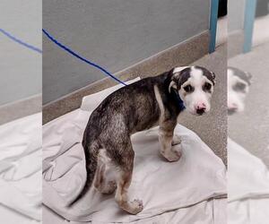 Siberian Husky-Unknown Mix Dogs for adoption in Las Vegas, NV, USA