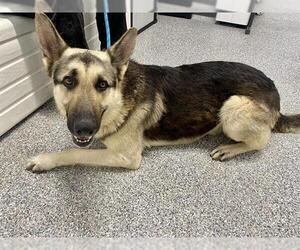 German Shepherd Dog Dogs for adoption in Westminster, MD, USA