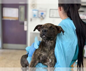 American Staffordshire Terrier-Unknown Mix Dogs for adoption in Raleigh, NC, USA