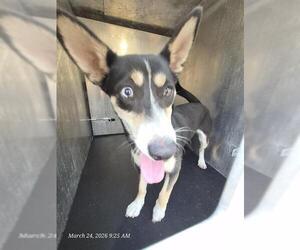 Mutt Dogs for adoption in San Antonio, TX, USA