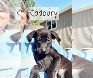 Border Collie-Catahoula Leopard Dog Mix Dogs for adoption in Oakhurst, NJ, USA