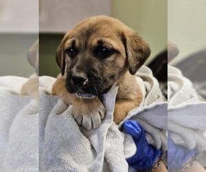 Mutt Dogs for adoption in Rockwall, TX, USA