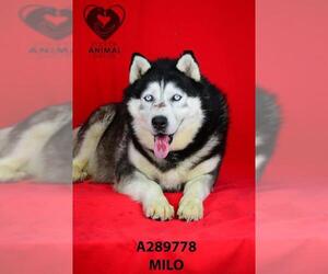 Siberian Husky Dogs for adoption in Stockton, CA, USA