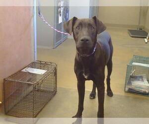 Labrador Retriever-Unknown Mix Dogs for adoption in Sacramento, CA, USA