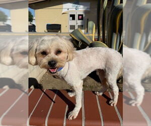 Maltese-Unknown Mix Dogs for adoption in Downey, CA, USA