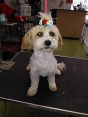 Medium Photo #1 Mal-Shi Puppy For Sale in San Bernardino, CA, USA