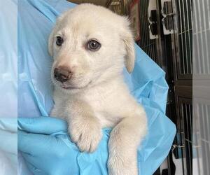American Staffordshire Terrier-Unknown Mix Dogs for adoption in San Antonio, TX, USA