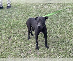 American Pit Bull Terrier-Unknown Mix Dogs for adoption in Ocala, FL, USA