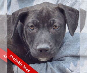 American Staffordshire Terrier-Boxer Mix Dogs for adoption in Huntley, IL, USA
