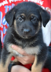 German Shepherd Dog Dogs for adoption in Simi Valley, CA, USA