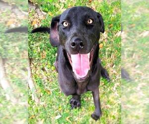 Medium Photo #1 Labrador Retriever-Unknown Mix Puppy For Sale in Texas City, TX, USA
