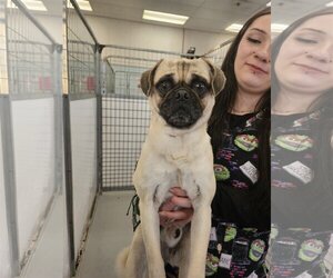Pug Dogs for adoption in Chico, CA, USA