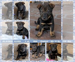 Retriever -Unknown Mix Dogs for adoption in Mesa, AZ, USA