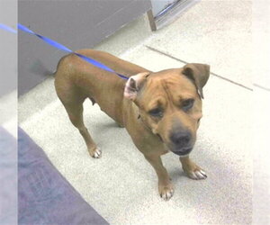 American Pit Bull Terrier Dogs for adoption in Tallahassee, FL, USA