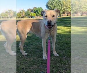 Labrador Retriever-Unknown Mix Dogs for adoption in Las Vegas, NV, USA