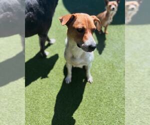 Jack-A-Bee Dogs for adoption in MIDWAY, UT, USA