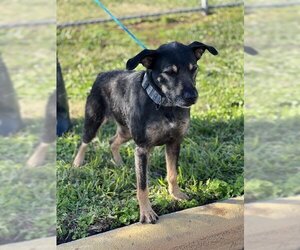 Mutt Dogs for adoption in Pasadena, TX, USA