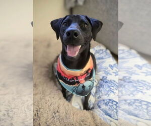 Labrador Retriever-Unknown Mix Dogs for adoption in Rockaway, NJ, USA
