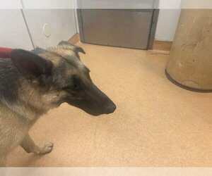 German Shepherd Dog Dogs for adoption in Martinez, CA, USA