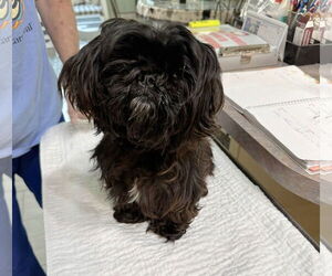Shih Tzu Dogs for adoption in Benton, LA, USA