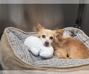 Chiranian Dogs for adoption in Orange, CA, USA