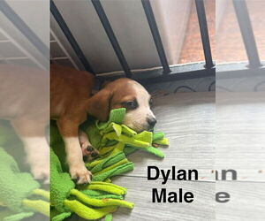 Boxer-Unknown Mix Dogs for adoption in Aurora, IN, USA