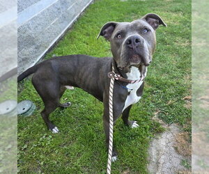 Mutt Dogs for adoption in Long Beach, CA, USA