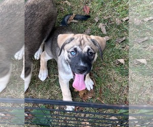 Huskies -Labrador Retriever Mix Dogs for adoption in Mechanicsburg, PA, USA