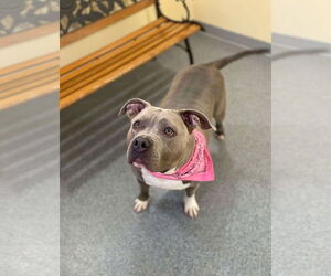 American Pit Bull Terrier-Unknown Mix Dogs for adoption in Low Moor, VA, USA