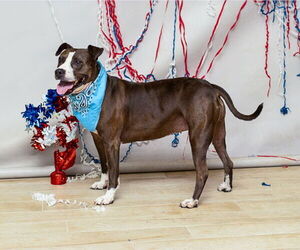 Mutt Dogs for adoption in Sanford, FL, USA