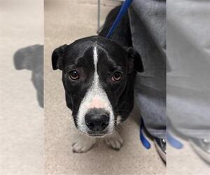 Basset Hound-Unknown Mix Dogs for adoption in Bakersfield, CA, USA