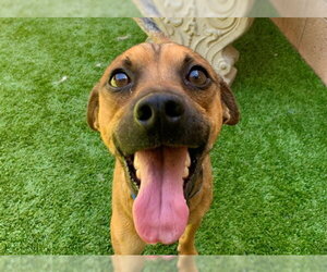 Chihuahua-Unknown Mix Dogs for adoption in Moreno Valley, CA, USA