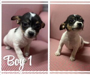 Chihuahua Dogs for adoption in Raleigh, NC, USA