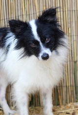 Pomeranian Dogs for adoption in Greenville, SC, USA