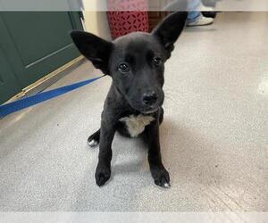 Dutch Shepherd -Unknown Mix Dogs for adoption in Pasadena, CA, USA