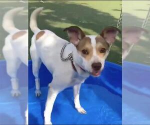 Jack Russell Terrier-Unknown Mix Dogs for adoption in Marina del Rey, CA, USA