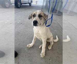 Great Pyrenees Dogs for adoption in Bakersfield, CA, USA