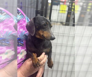 Dachshund Dogs for adoption in Mukwonago, WI, USA