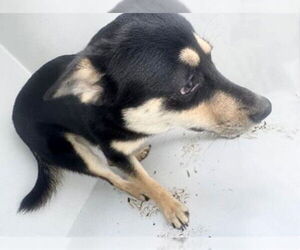 Labrador Retriever-Unknown Mix Dogs for adoption in Houston, TX, USA