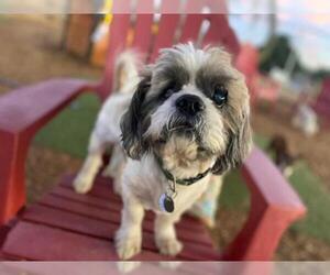 Shih Tzu Dogs for adoption in  Ramona, CA, USA