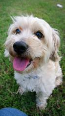 Maltipoo Dogs for adoption in Dallas, TX, USA