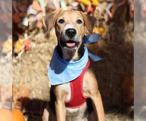 Beagle-Unknown Mix Dogs for adoption in San Antonio, TX, USA