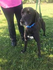 Pointer Dogs for adoption in ashville, OH, USA