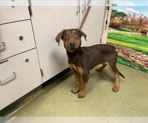 Doberman Pinscher-Unknown Mix Dogs for adoption in Moreno Valley, CA, USA